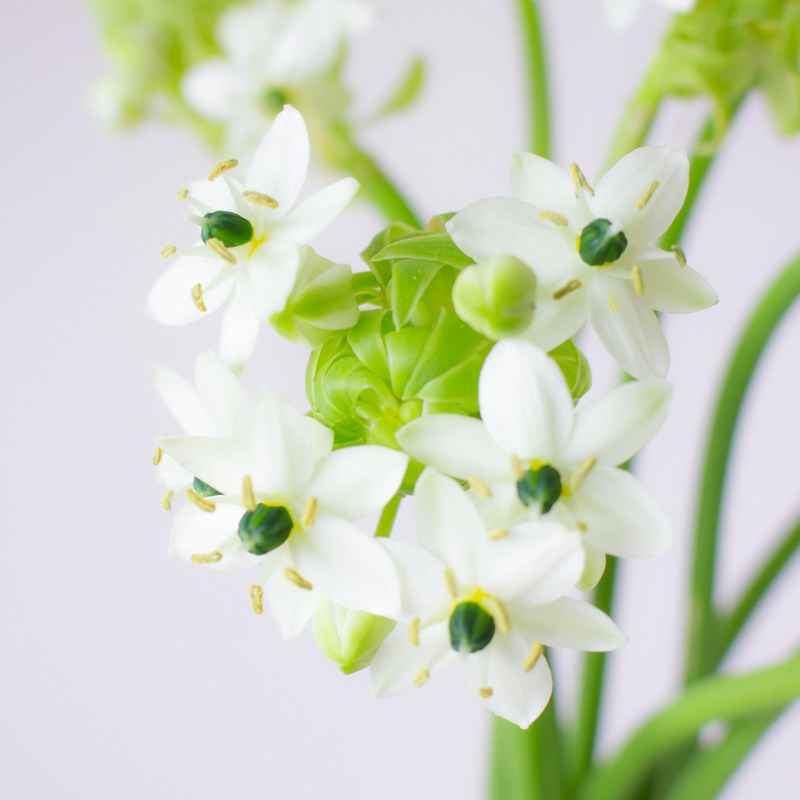 天鹅绒家用室内办公室客厅桌面水养鲜切商务装饰鲜花速递(同城)