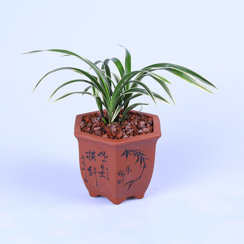 兰花大果建兰四季花苗金边矮种线艺花卉植物时令草本花卉