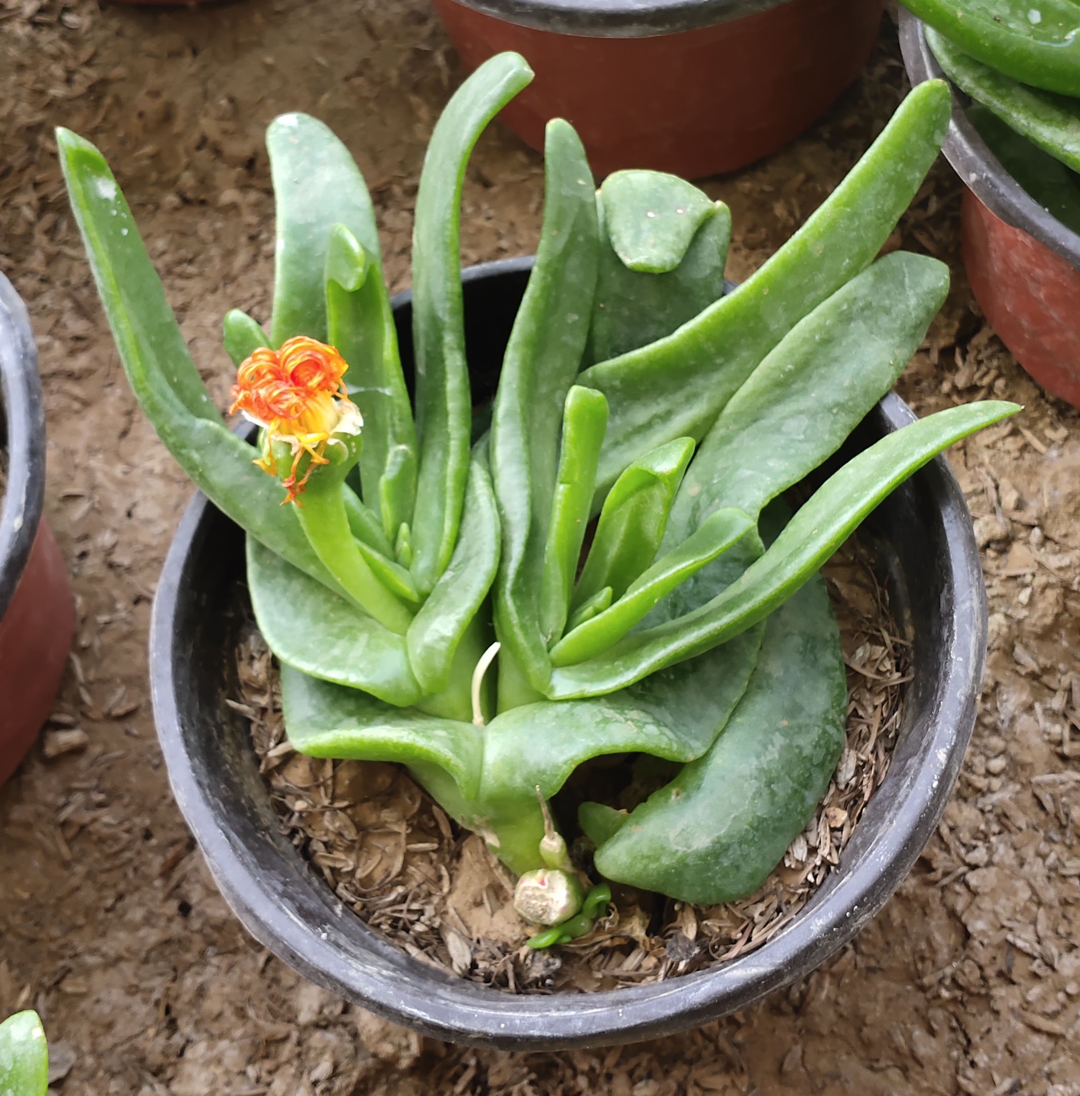 佛手托金多肉植物物物精品宝绿防辐射室内室外多肉植物