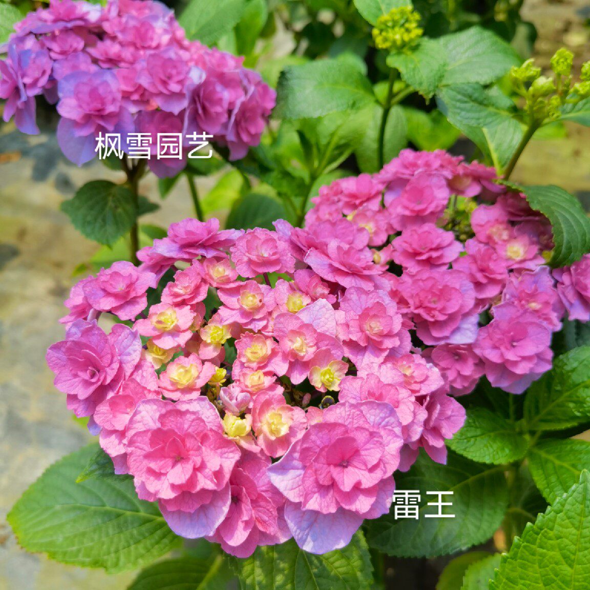 枫雪园艺雷王盆栽花卉进口大花绣球花苗小苗时令草本花卉