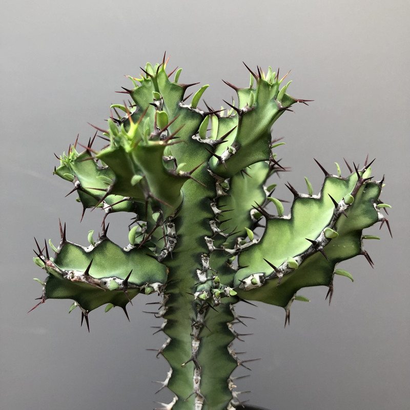 麒麟鬼角稀有有大戟科仙人掌多肉植物好养绿植多肉植物