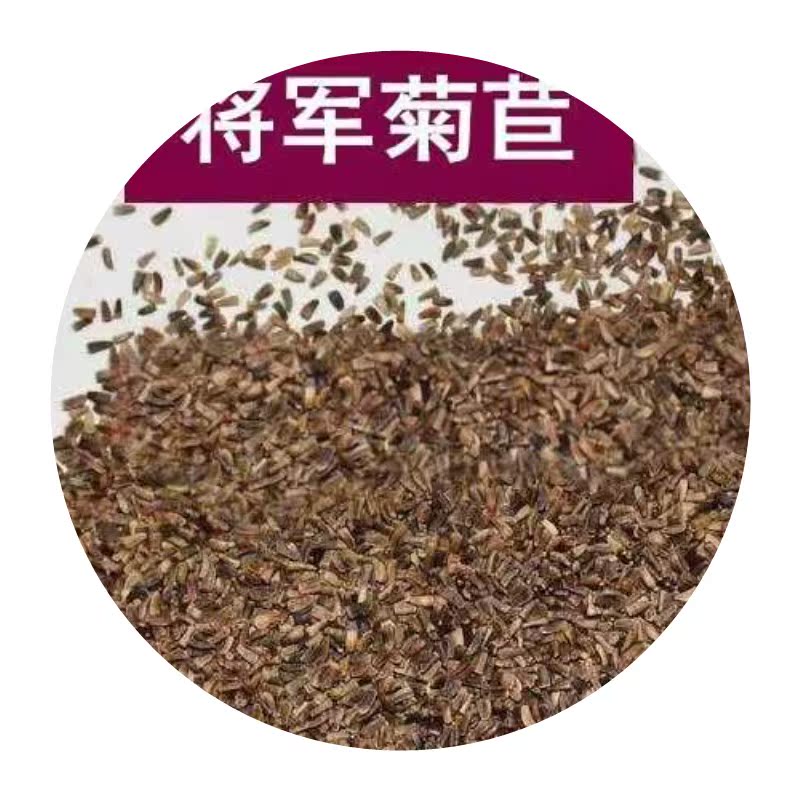 将军菊苣种籽大叶菊苣多年生四季牧草高产种子牛羊兔鸡鸭鹅草猪草