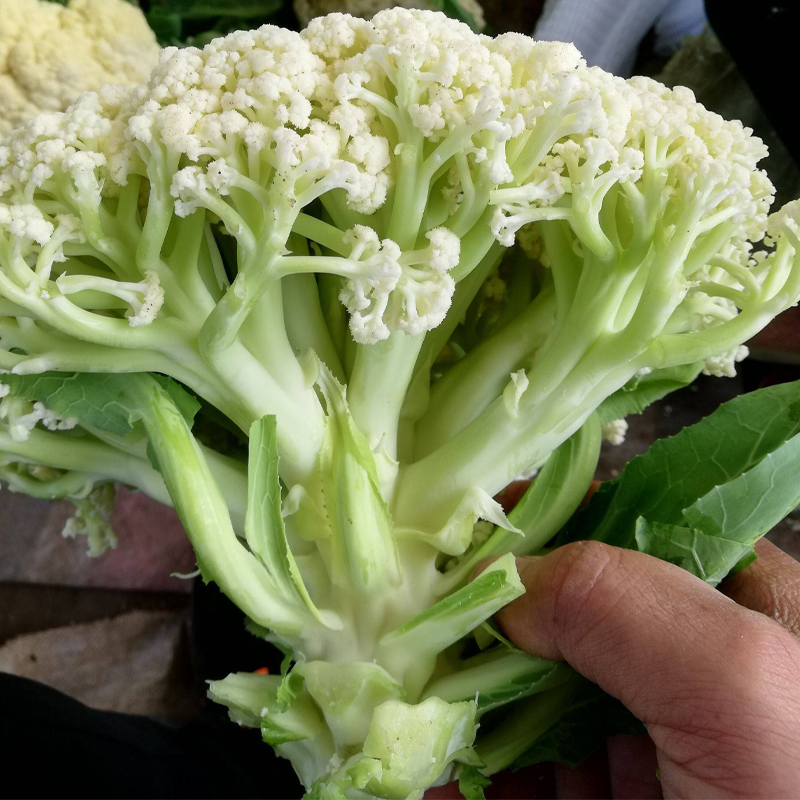 台湾庆美65青梗松花菜种籽种子有机花菜松散菜孑秋冬种花菜种原装