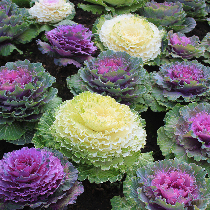 羽衣甘蓝种籽孑苗食用观赏紫色南方蔬菜四季盆栽家庭园艺种子