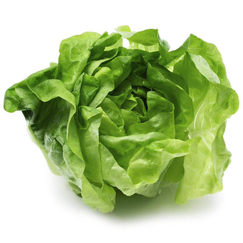 大禹奶油生菜种子种籽四季快菜沙拉小白菜阳台家庭园艺种子