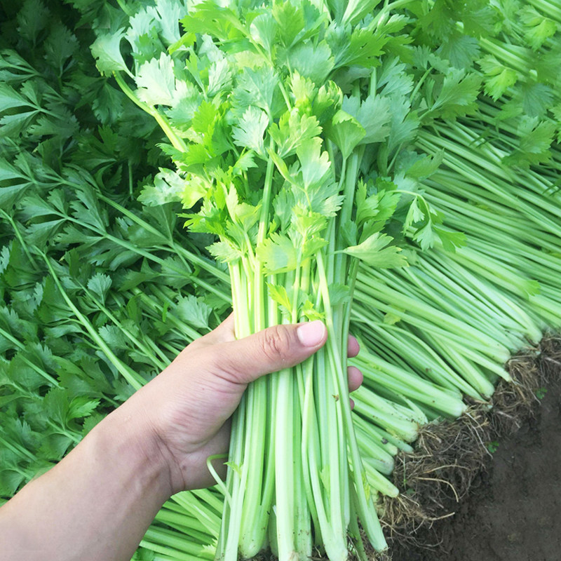 四季籽种菜籽幼苗菜种蔬菜小芹栽菜蔬菜种子