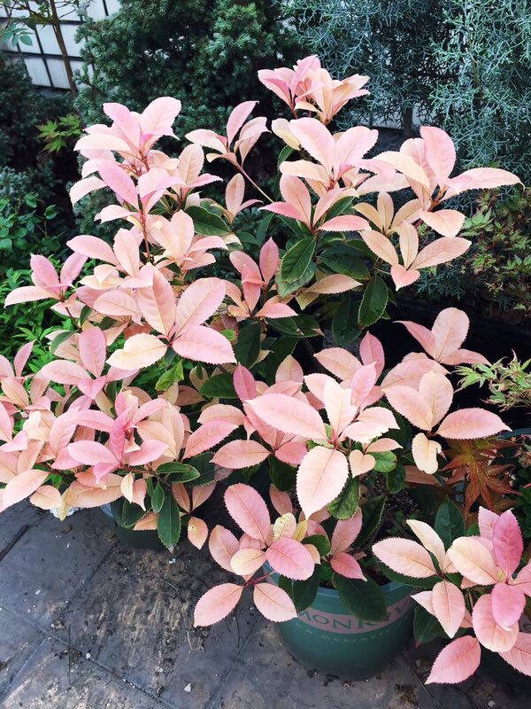 五彩桂花树苗珍珠银边彩叶月月月桂叶子变色时令草本花卉