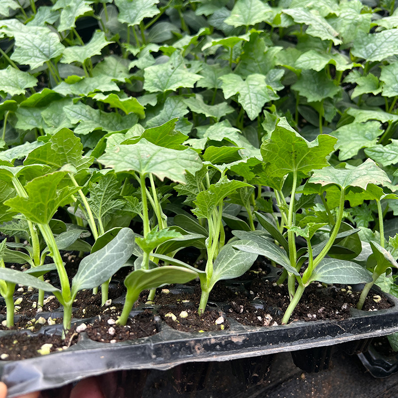 丝瓜苗蔬菜苗高产四季春季长香幼苗冬瓜南瓜家庭园艺种子