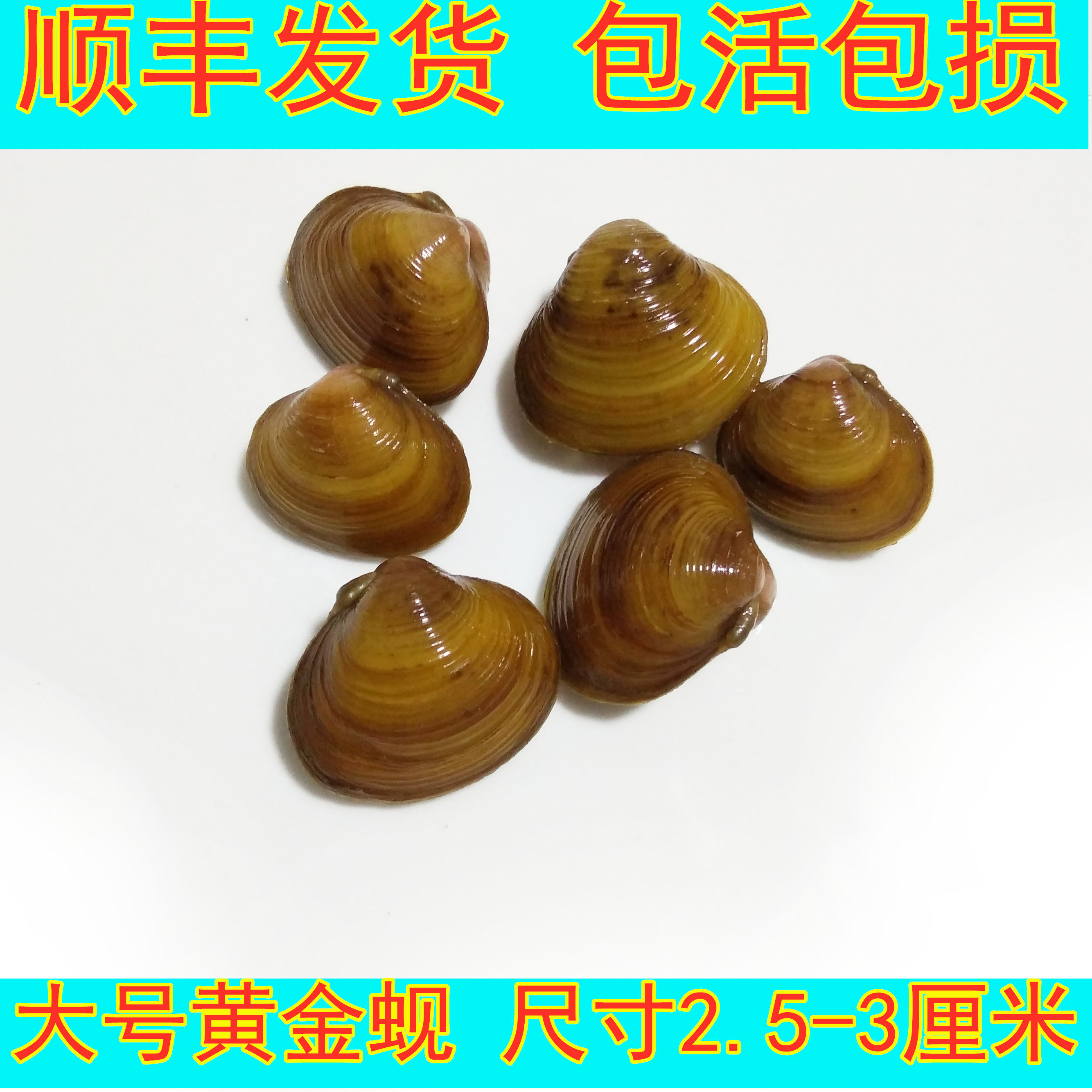 观赏黄金蚬溪蚬蚌小河河蚌净水鲜活淡水清洁螺
