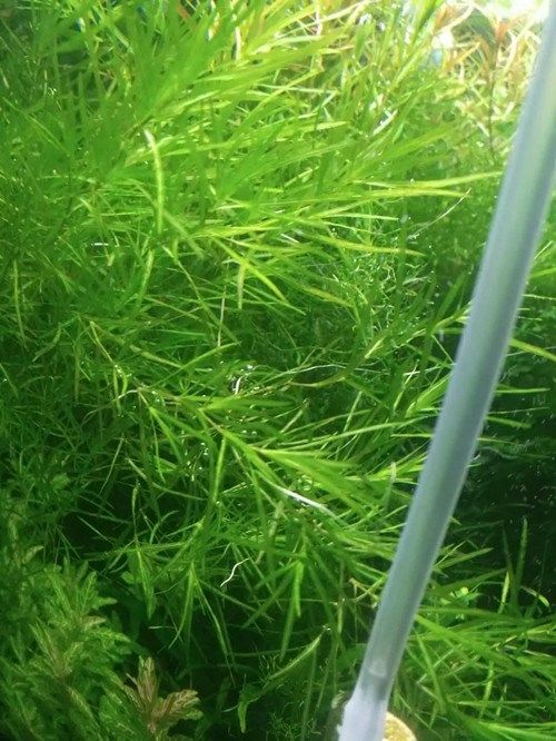 水草竹节养虾造景前景阴性草虾躲避新手青竹水草