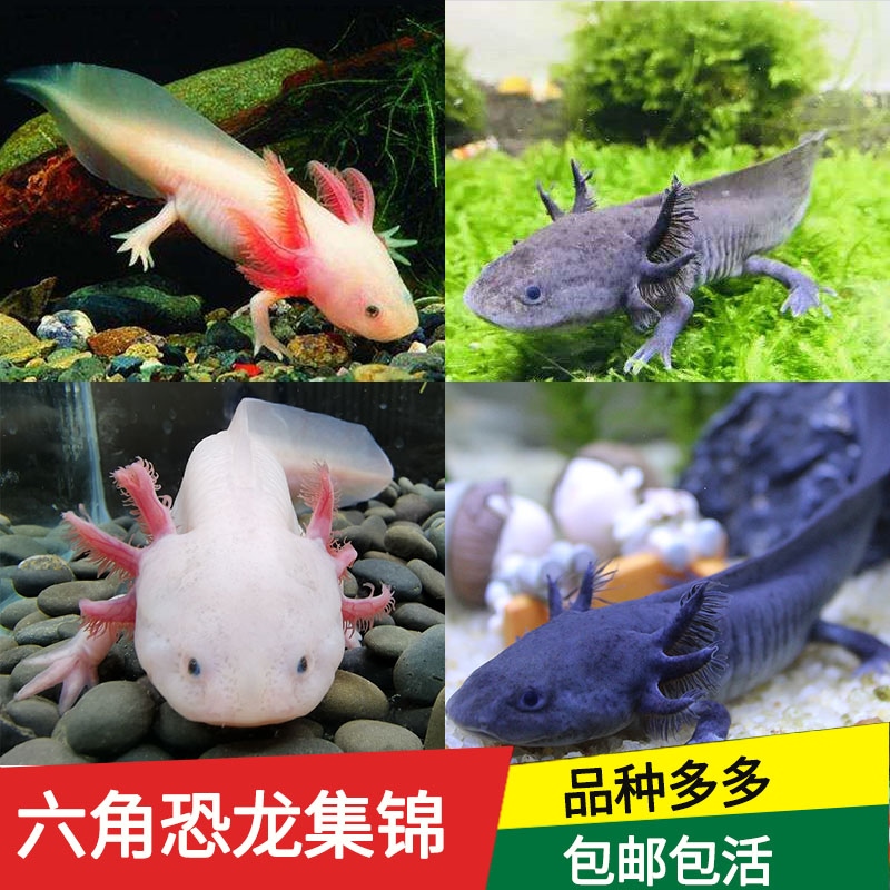 龙鱼蝾螈四脚冷水不打活体小火六角鲤鱼锦鲤鱼