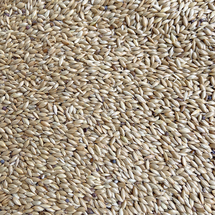 进口加纳鹦鹉鸟食油尖白尖粟草庐籽鸟鸽粮500g鸟食