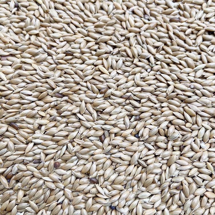 进口加纳鹦鹉鸟食油尖白尖粟草庐籽鸟鸽粮500g鸟食