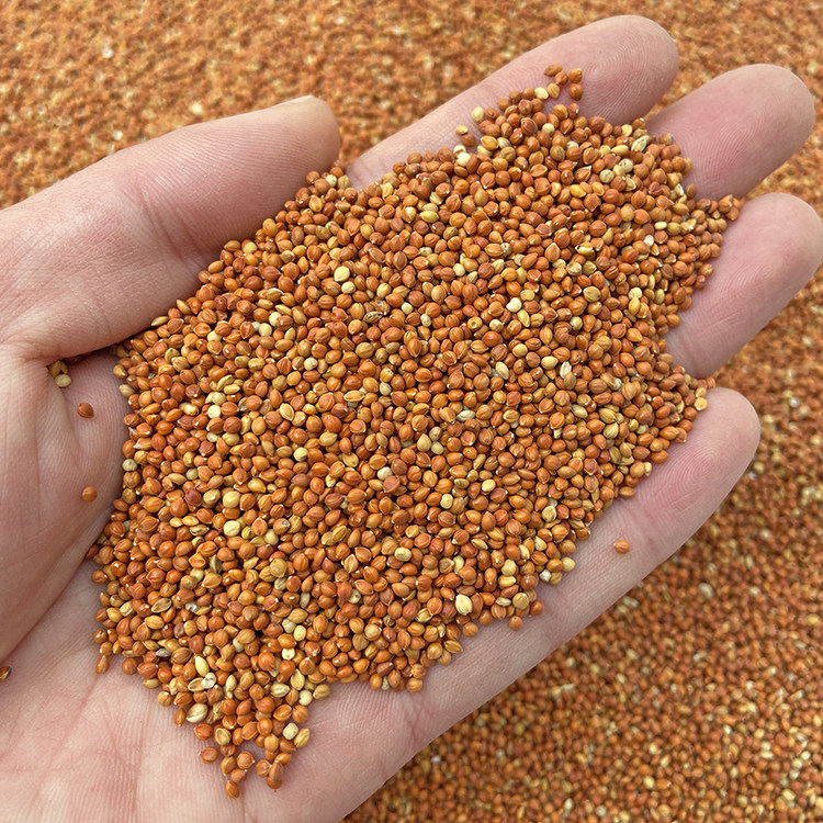 带壳红谷谷子增亮毛色饱满鸟食鸟粮虎皮鹦鹉鸟食