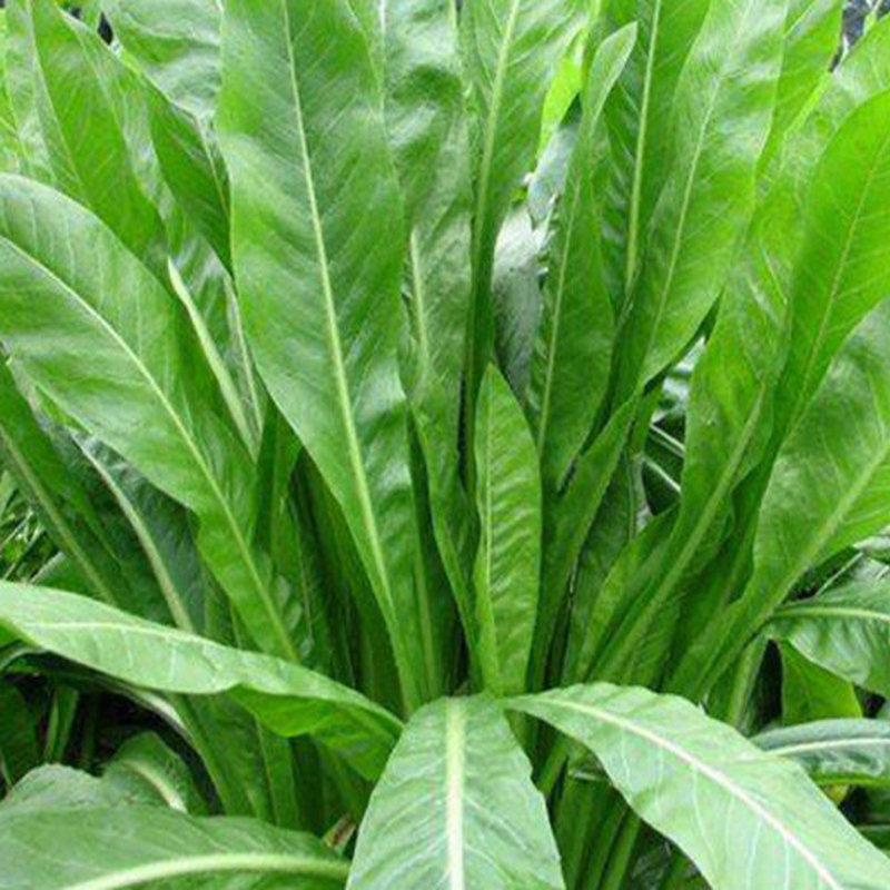 菊苣种子高产进口多年生牧草种子大叶畜牧养殖南方北方四季草种籽