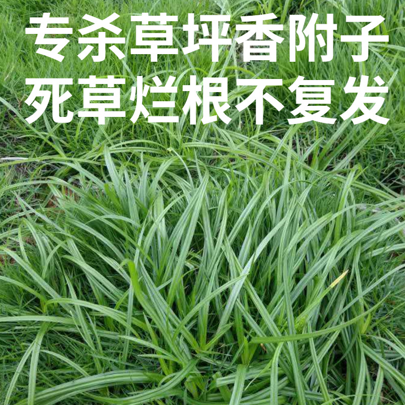 氯吡嘧磺隆香附子除草剂莎草净莎能净百慕大结缕台湾草坪除三棱草