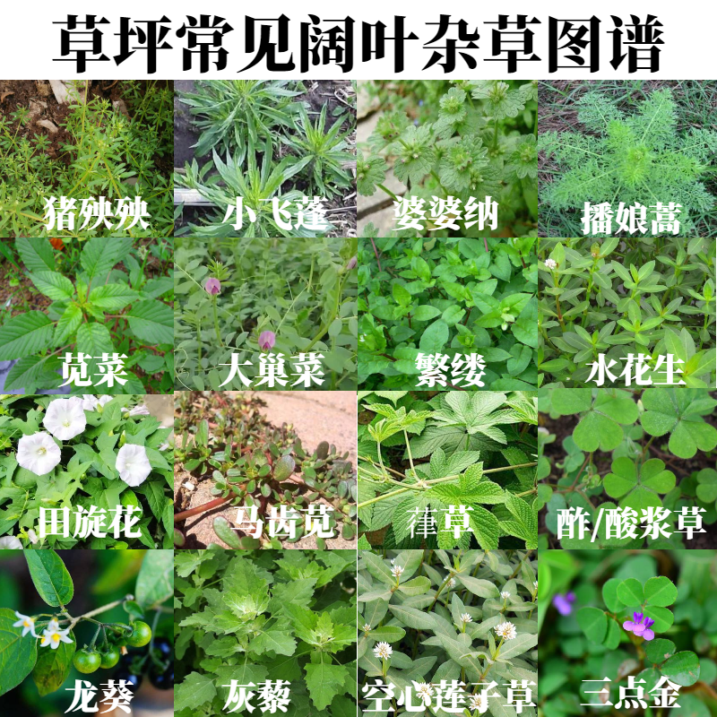 不伤草坪用阔叶圆叶杂草水花生猪殃殃结缕草台湾草百慕大除草剂