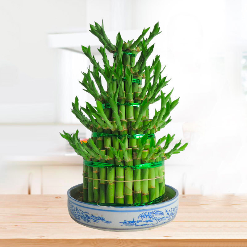盆栽竹节节节高绿植客厅水培植物办公办公室室内绿植