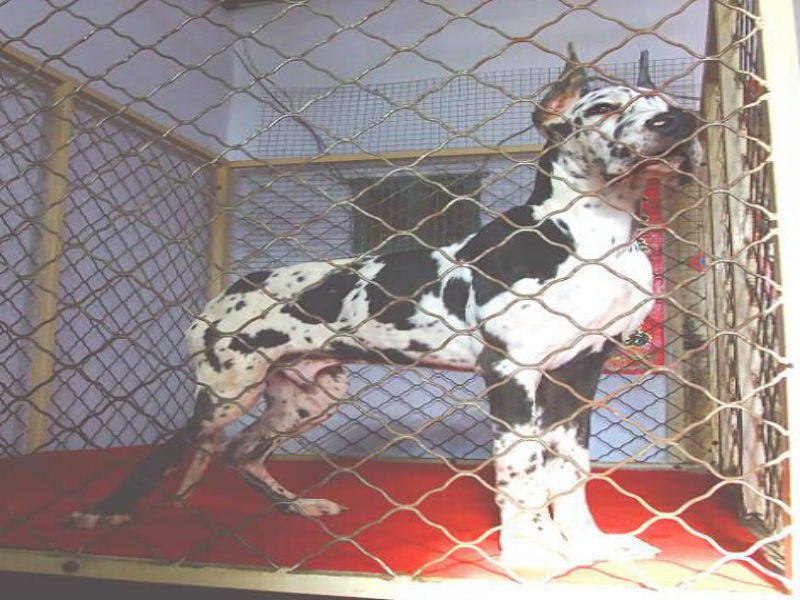 巨型大丹犬幼犬花金丹活体宠物狗超大型伴侣护卫畜牧