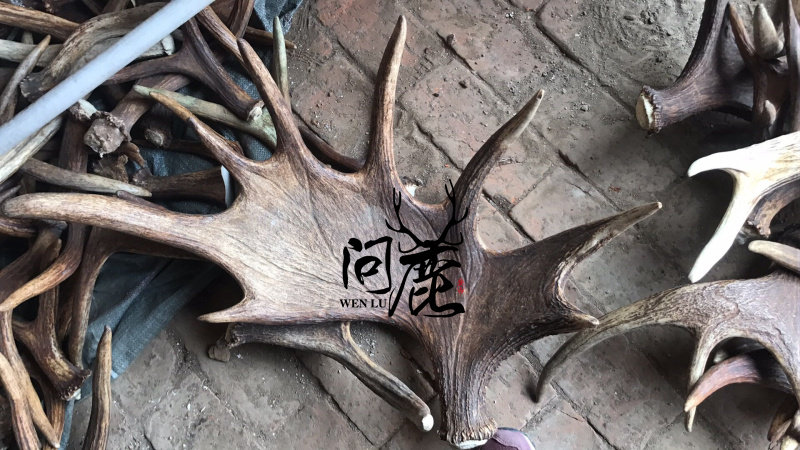 驼鹿角 整支 原料 雕刻料 把件料 刀柄料 半斤250克包邮