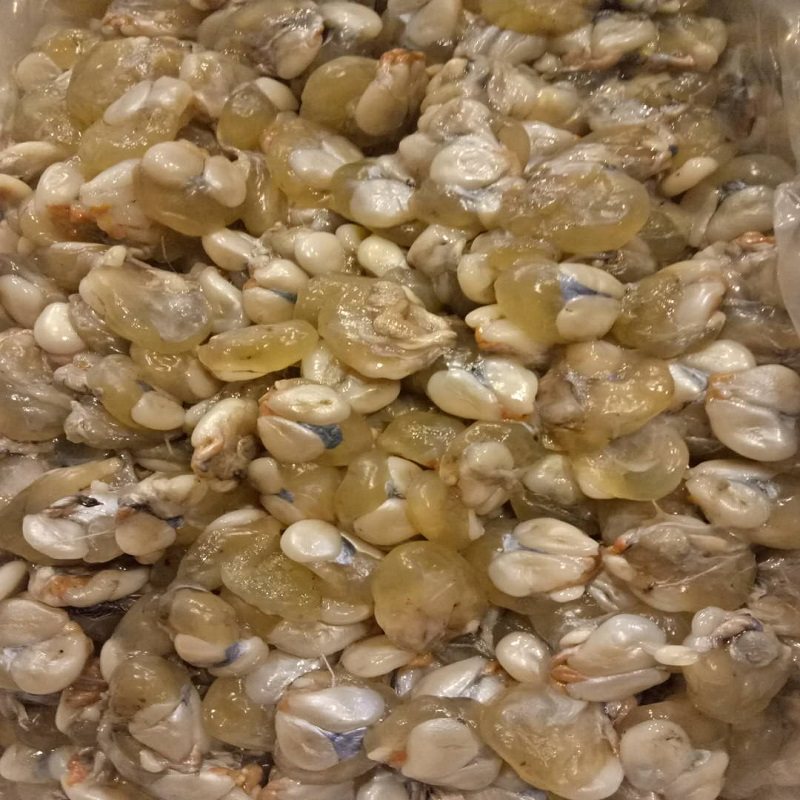 去沙宁波特产野生小墨鱼蛋目鱼乌贼蛋新鲜鲜活腌制带膏500g包邮