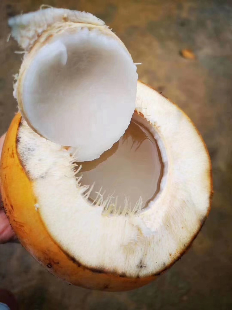 海南新鲜黄金椰子9个装带皮椰青红孕妇羊水椰青