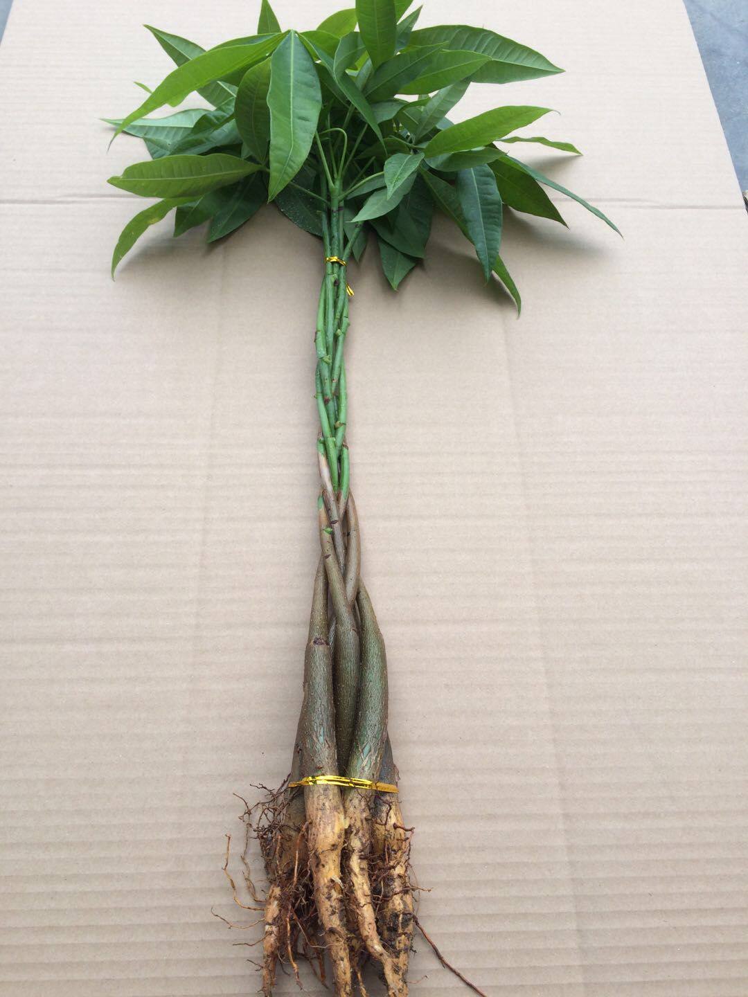 发财树苗盆栽室内绿植花卉植物办公室桌面盆景辫子树苗摇钱招财树