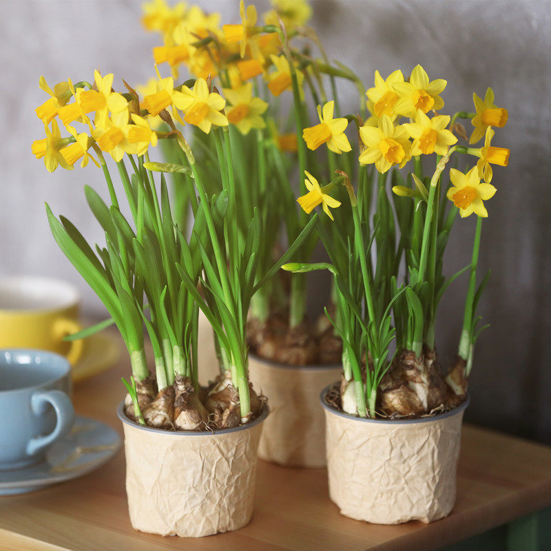 花种水仙水仙花球水室内四季水养花卉盆栽植物种球