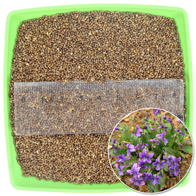 种子新采紫花地丁野堇菜种光瓣堇菜花卉春播家庭园艺种子