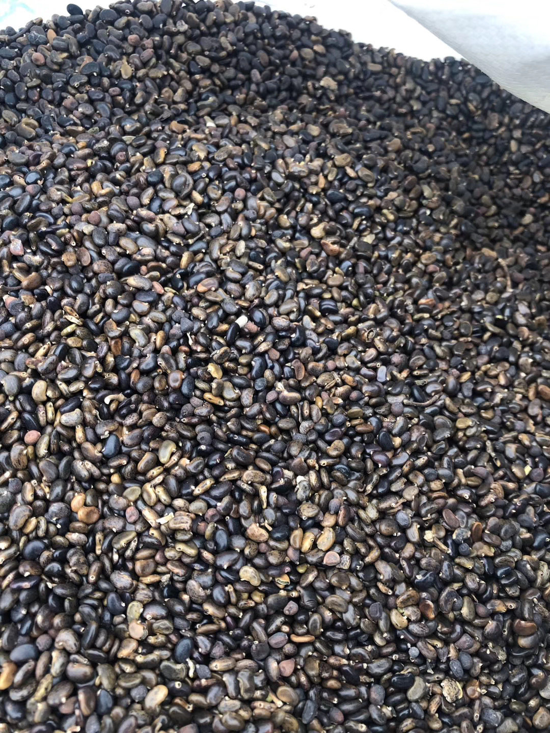 种子刺槐一级洋槐种籽槐树行道树绿化嫁接香花家庭园艺种子