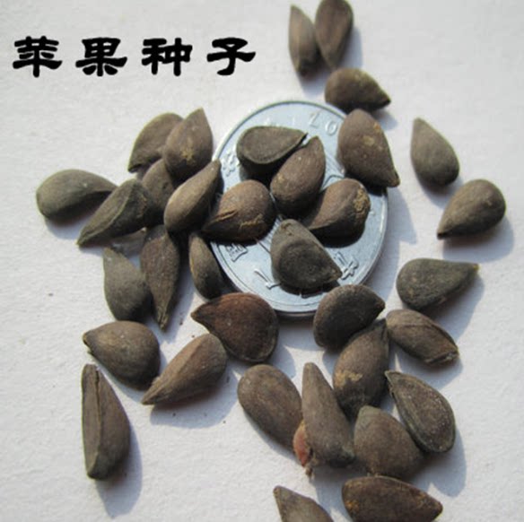 种子苹果出售散装苹果树四季播种果树红富士种籽家庭园艺种子