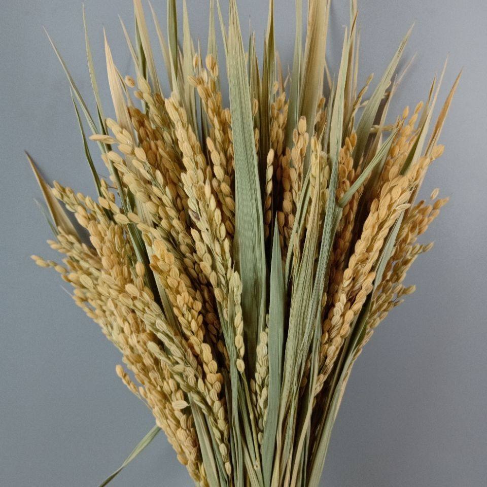 网红花束ins麦税干花天然麦穗花束开业大麦田园装饰拍摄道具稻穗