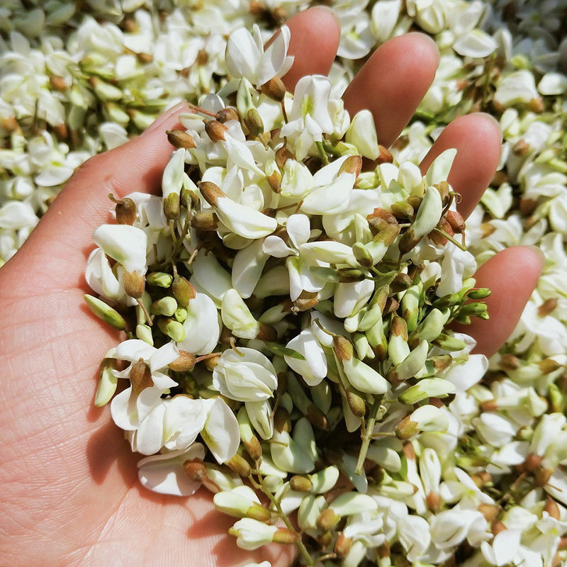 槐花洋槐新鲜杨槐花骨朵花苞榆钱儿非现摘野菜其它