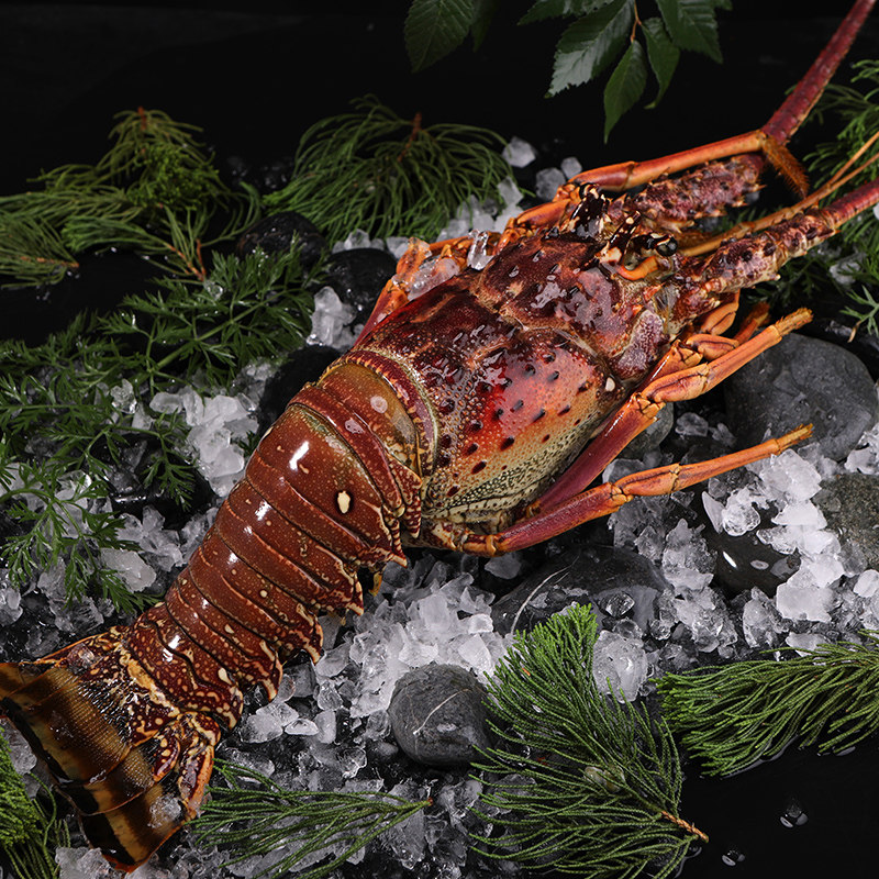 古巴龙虾礼盒 大花龙虾 大青龙 澳洲大龙虾新鲜冷冻海鲜水产 送礼