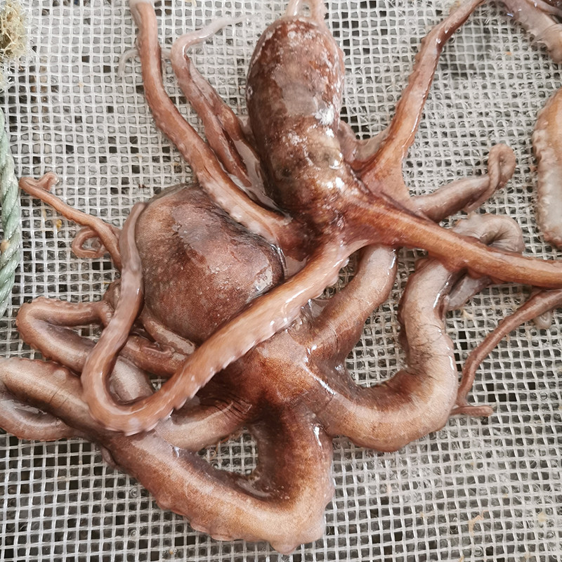 网红长腿爆头八爪鱼鲜活大爆头新鲜冷冻6-7条海鲜冷冻章鱼