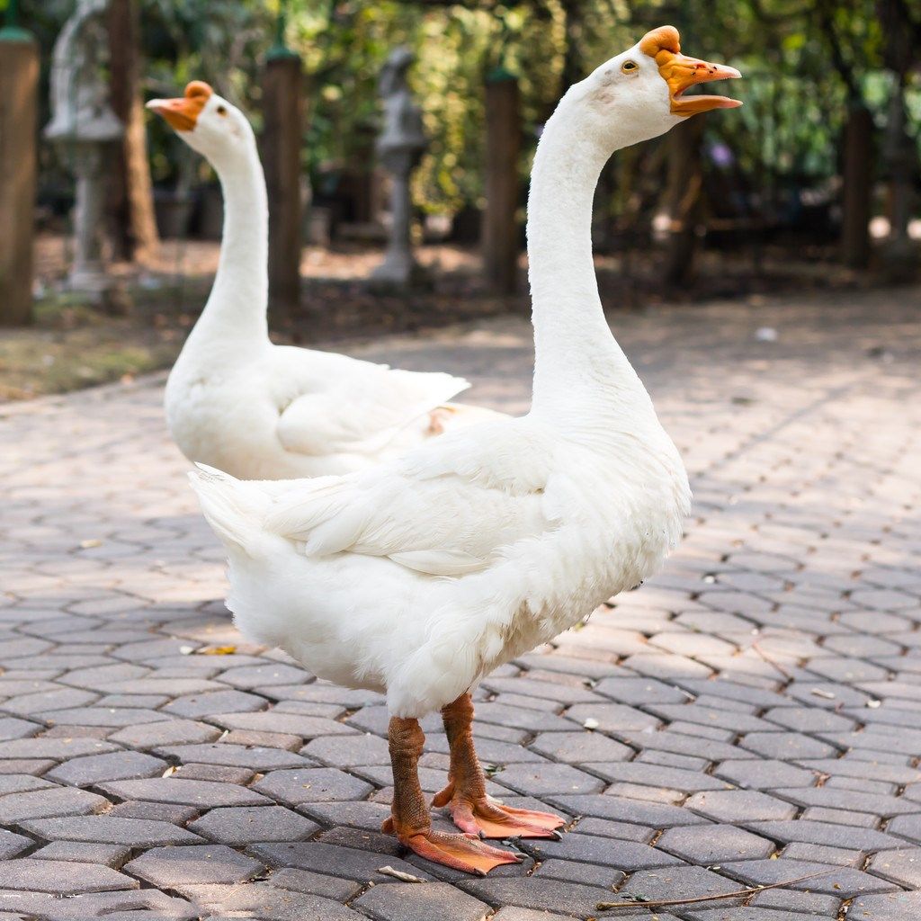 体大白鹅散养成年大白三花鹅活活体种鹅朗德鹅肉