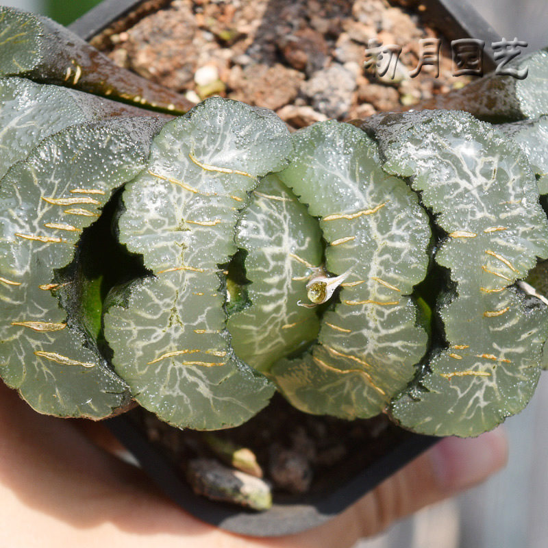 广重玉扇初月园艺広重经典铭品瓦苇十二卷多多肉植物