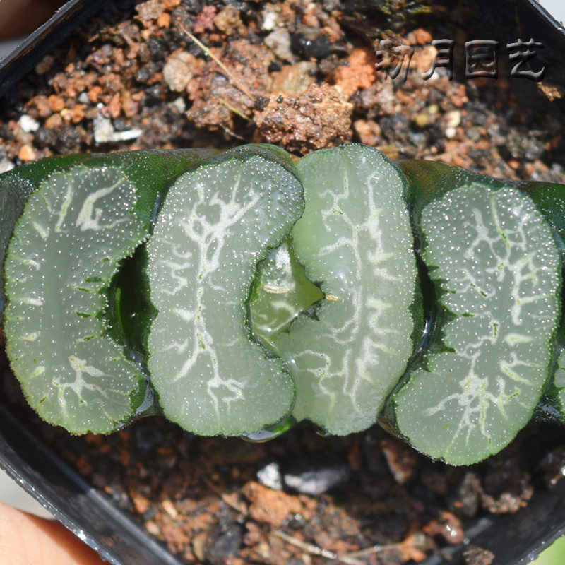 广重玉扇初月园艺広重经典铭品瓦苇十二卷多多肉植物