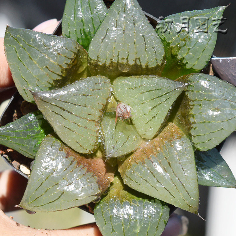 阿寒湖初月园艺经典玉露万象玉扇十二卷多植物多肉植物