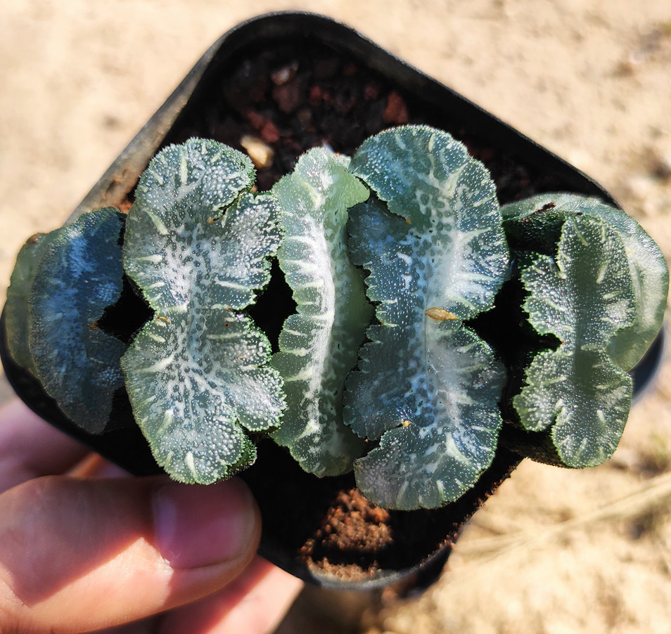 猛犸玉扇初月园艺瓦苇十二经典铭品珍稀有多多肉植物