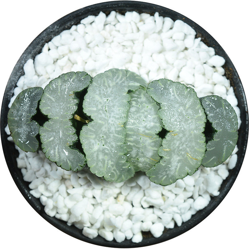 白熊玉扇初月园艺十二经典铭品瓦苇稀有有多多肉植物