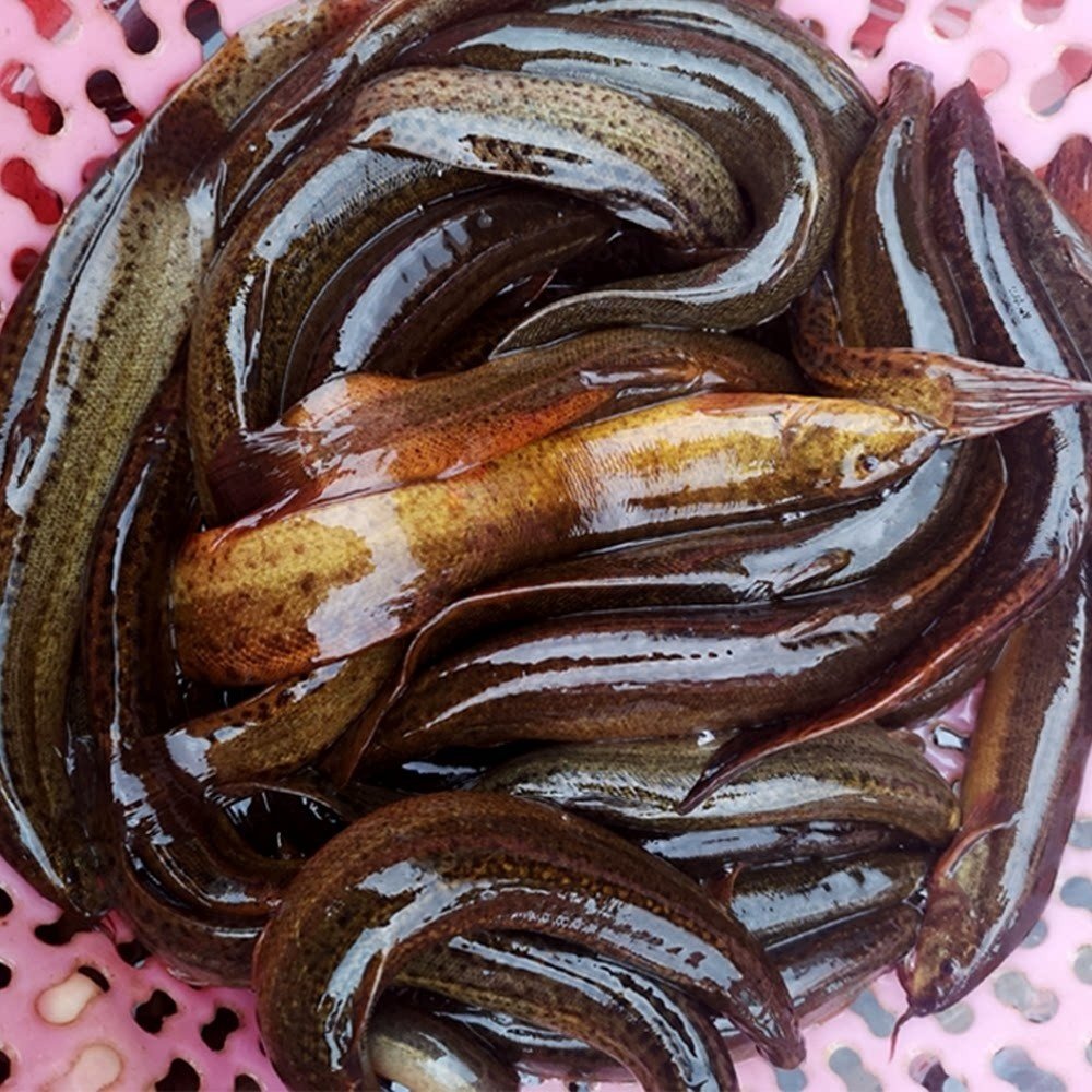 鲜活顺丰板鳅包杀大体现鳅鱼新鲜活微山湖鳅黄淡水淡水鱼类