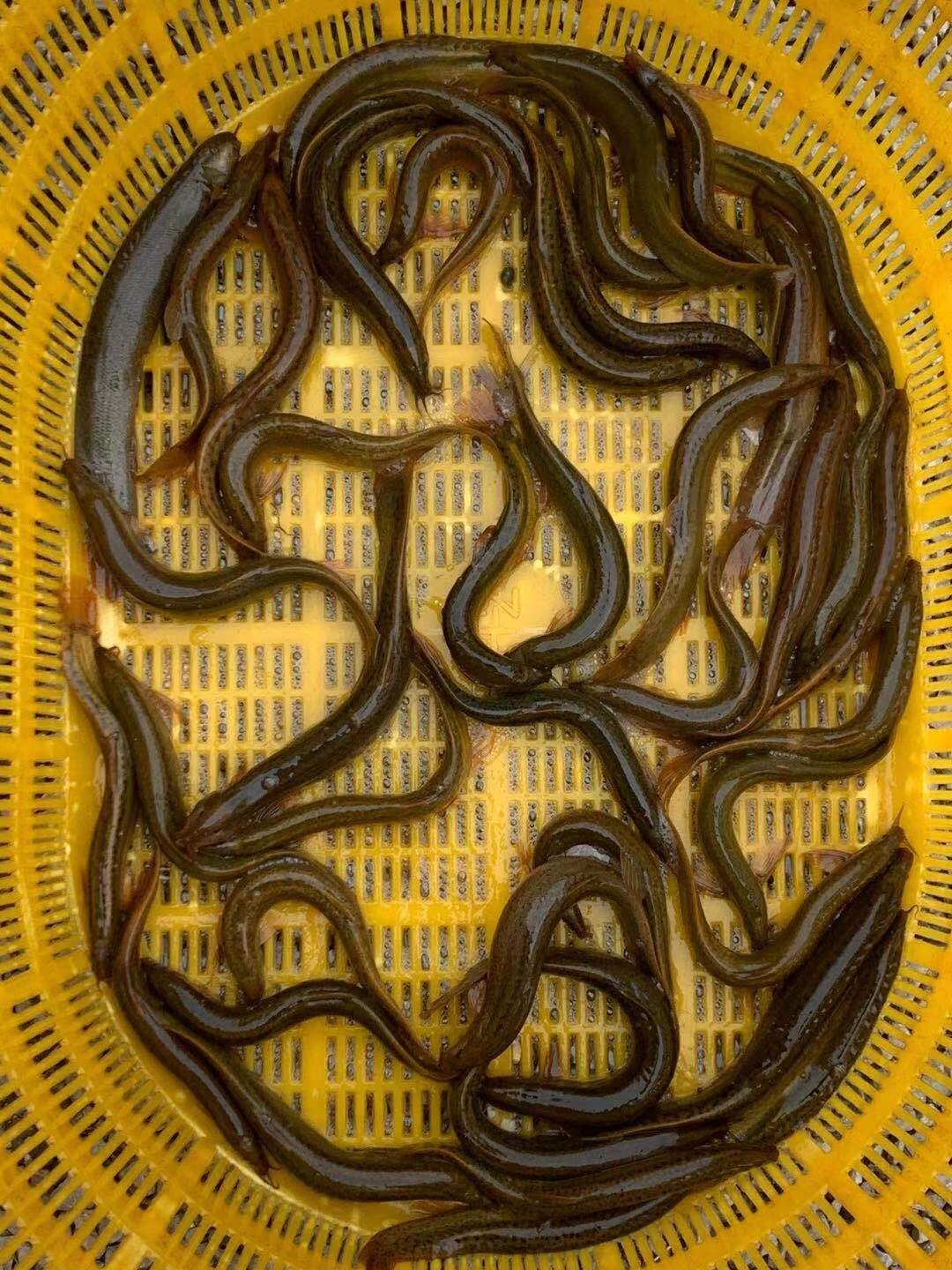 鲜活顺丰板鳅包杀大体现鳅鱼新鲜活微山湖鳅黄淡水淡水鱼类