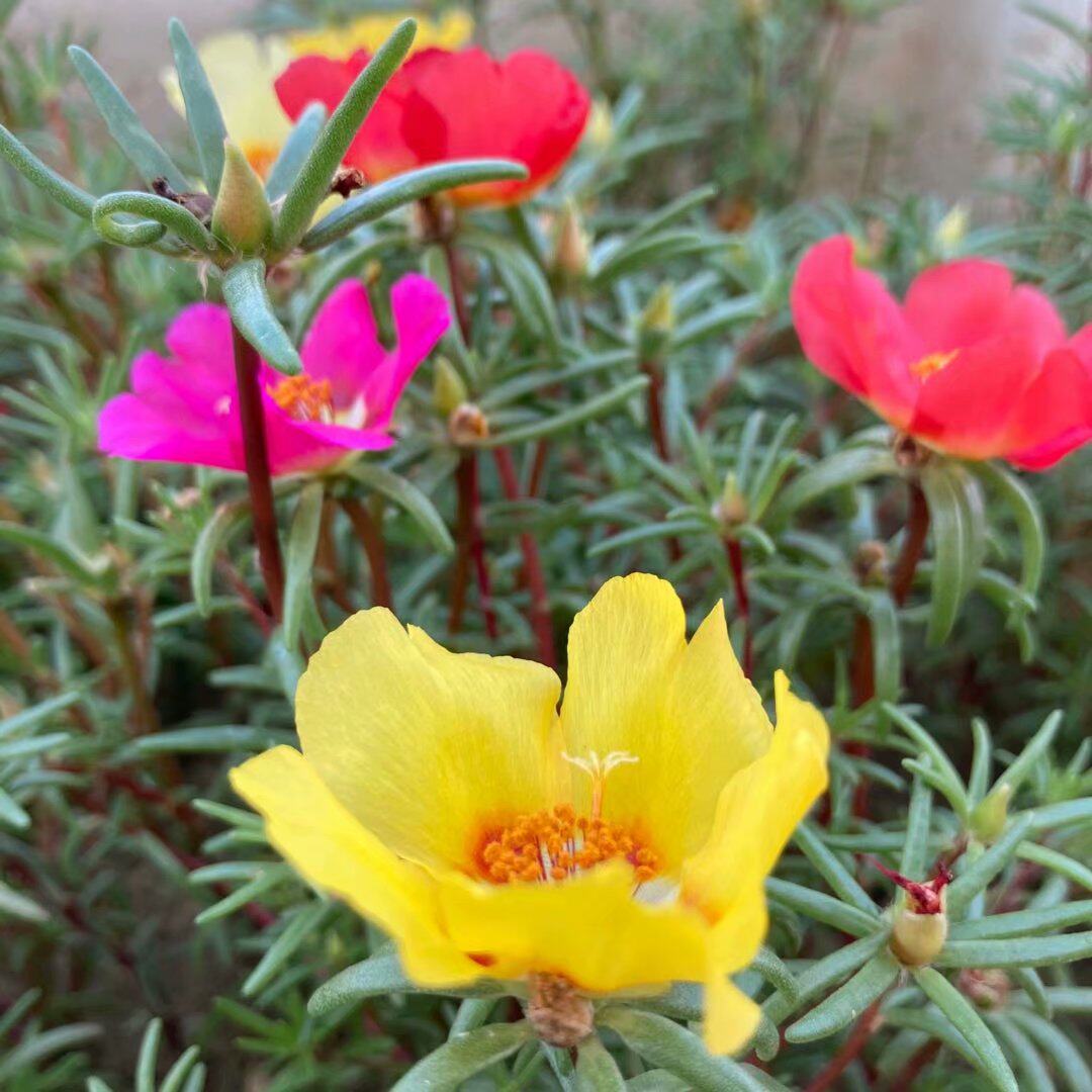 籽播网红太阳花枝条针叶单瓣重瓣混色种子耐热热好时令草本花卉