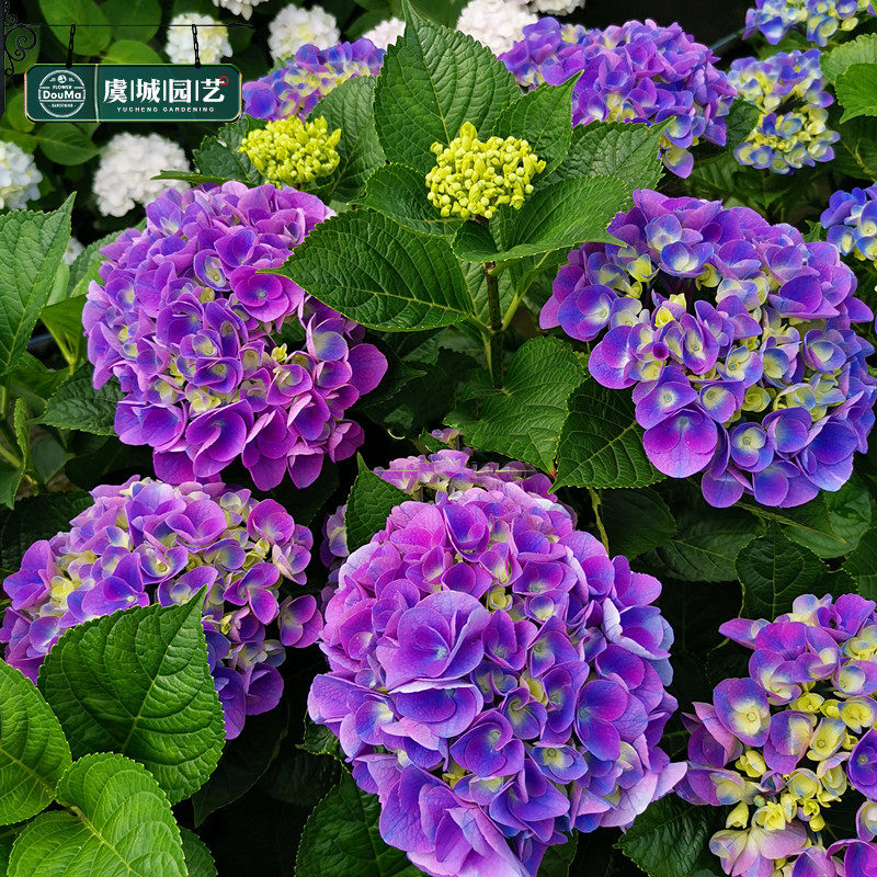 绣球小苗鲜花花苗仙花八仙调色可调欧尼史欧尼花卉