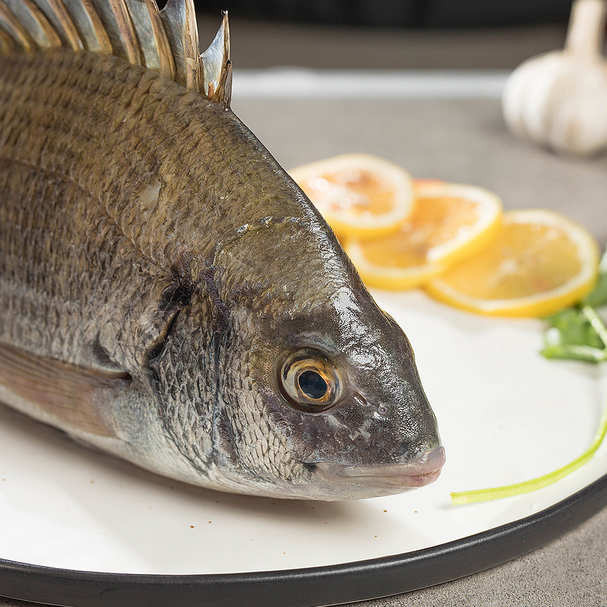 藻安生鲜东山岛本港野生海钓黑翅鱼活冻海鲜水产宝宝500g黑鲷鱼