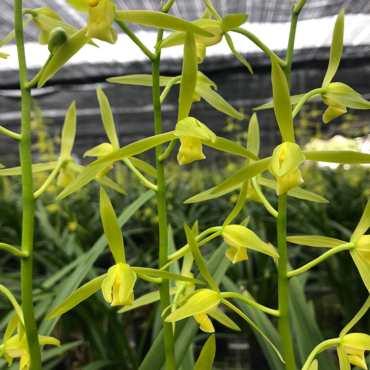 兰花花苗白墨精品墨兰报岁兰素素心冬季花苞花卉