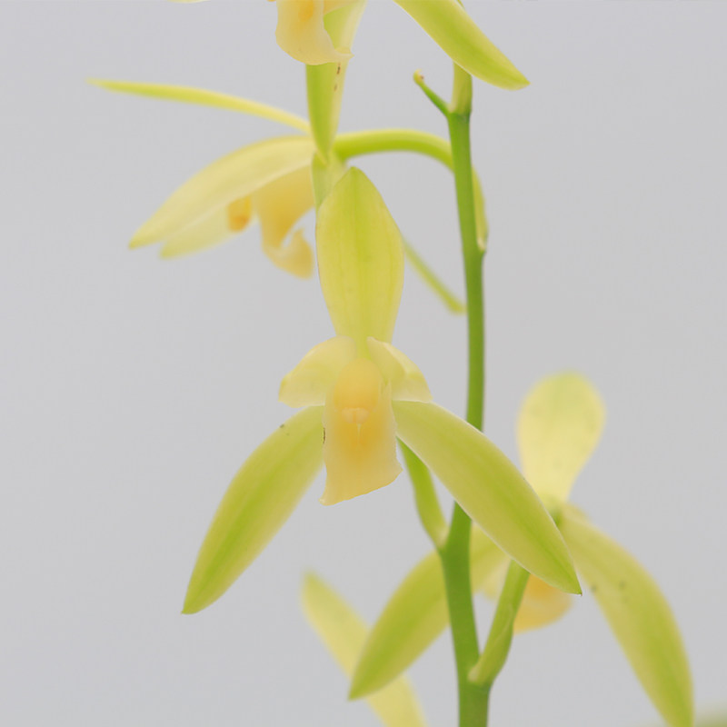 兰花苗卧龙素建兰名品高档线艺老种金边金丝浓香夏季带花苞