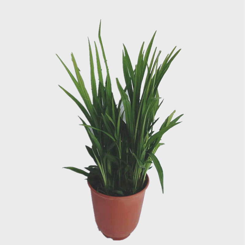 盆栽花卉绿叶植物吉祥草松寿小叶万年青吉祥如意乔迁绿植