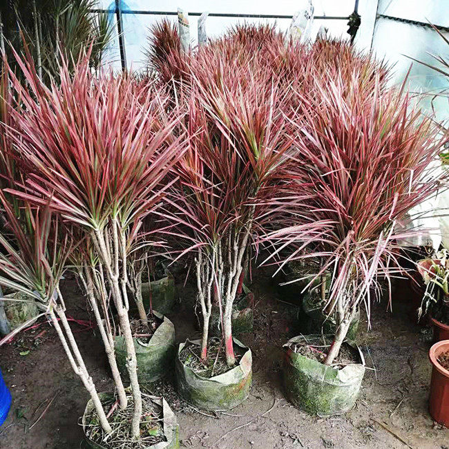 红边叶大型千年盆栽大型花卉观竹蕉植物阳台七彩绿植